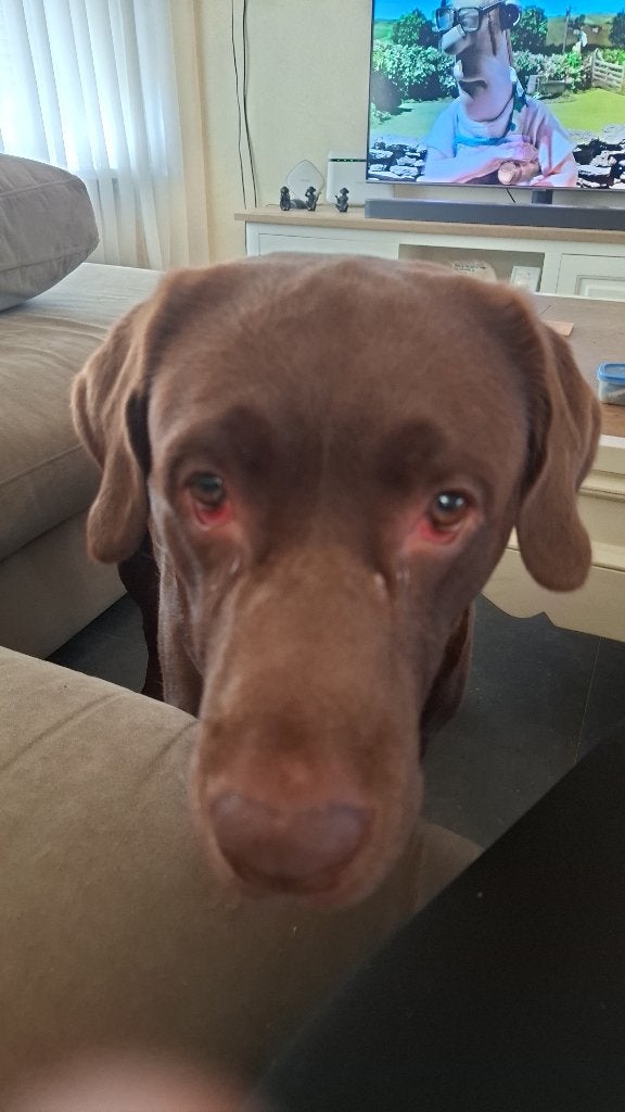Dekreu, Reu, 1 tot 2 jaar, Eén hond, Nederland