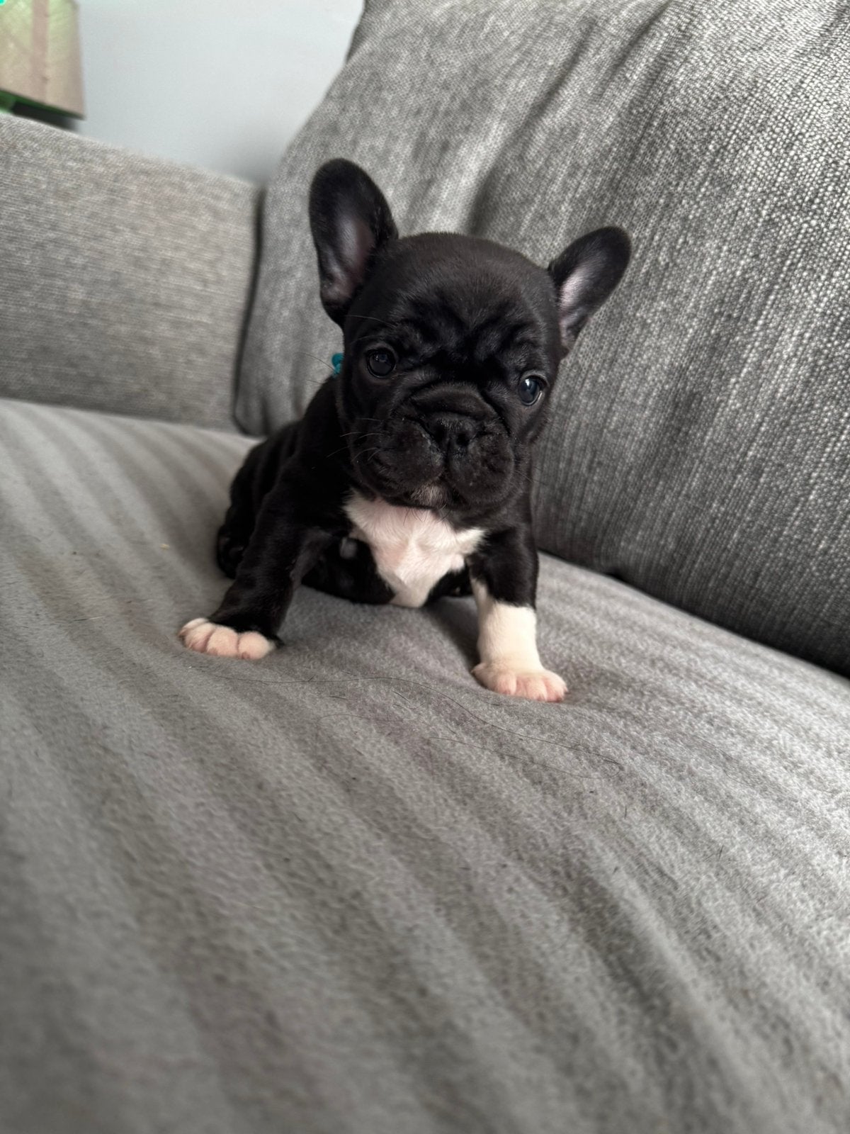 Franse Bulldog reserveren, 8 tot 15 weken, Bulldog, Meerdere, Meerdere dieren