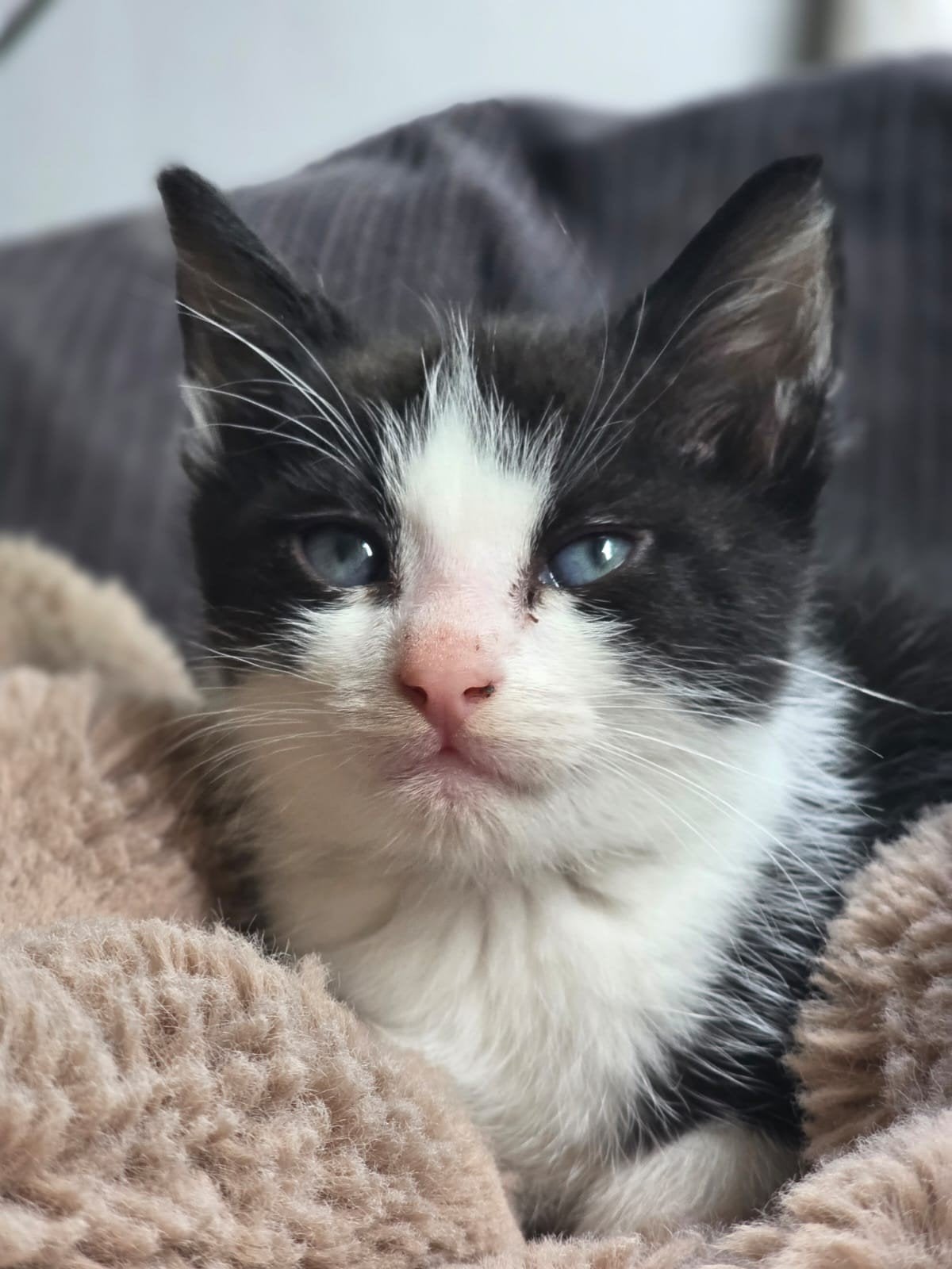 Boefje Revi zoekt gouden mandje, Kater, Kortharig, 0 tot 2 jaar