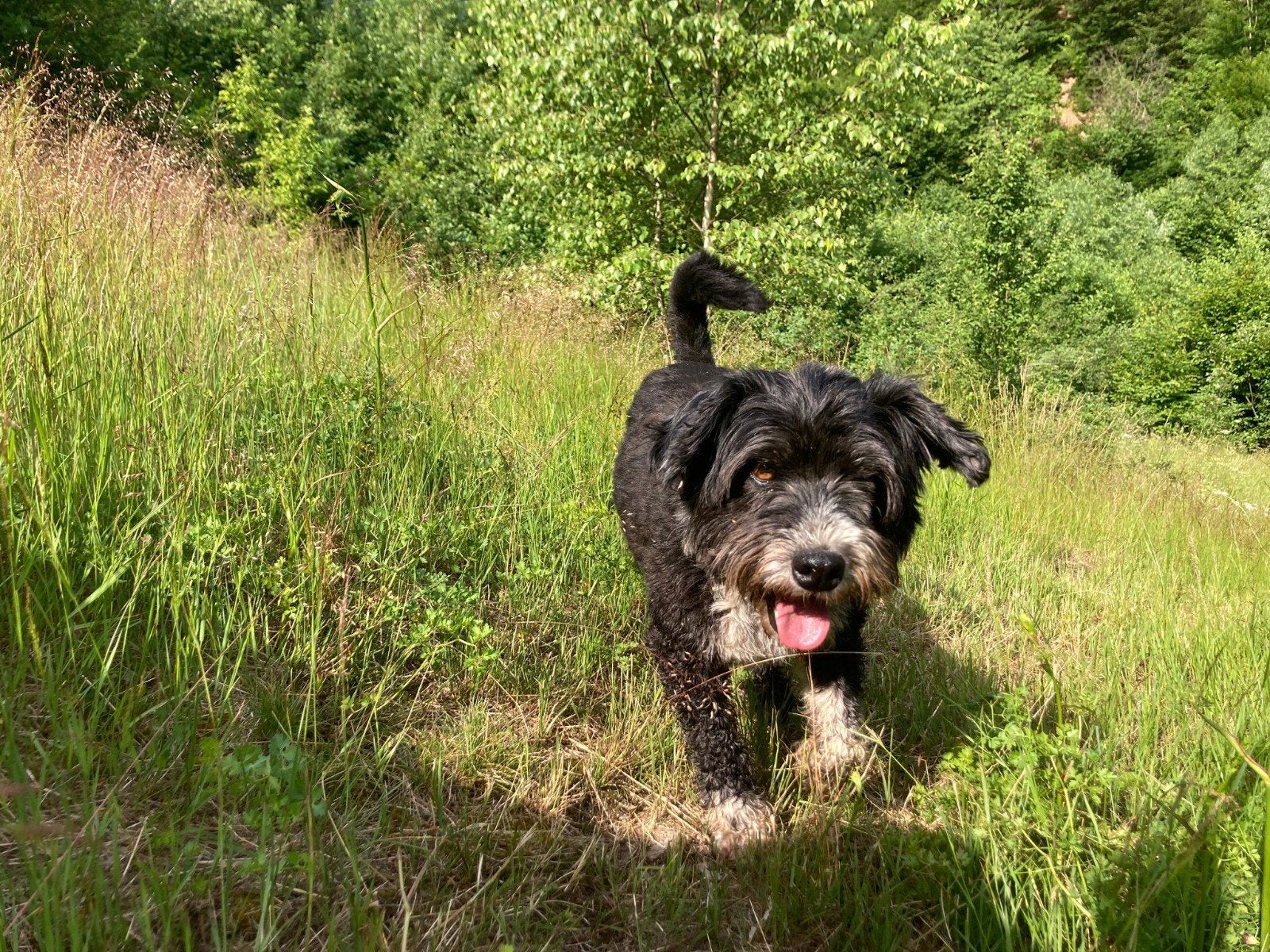Dani zoekt een lieve baas!, Dieren en Toebehoren, Honden | Niet-rashonden, Handelaar, Buitenland, Teef, Parvo