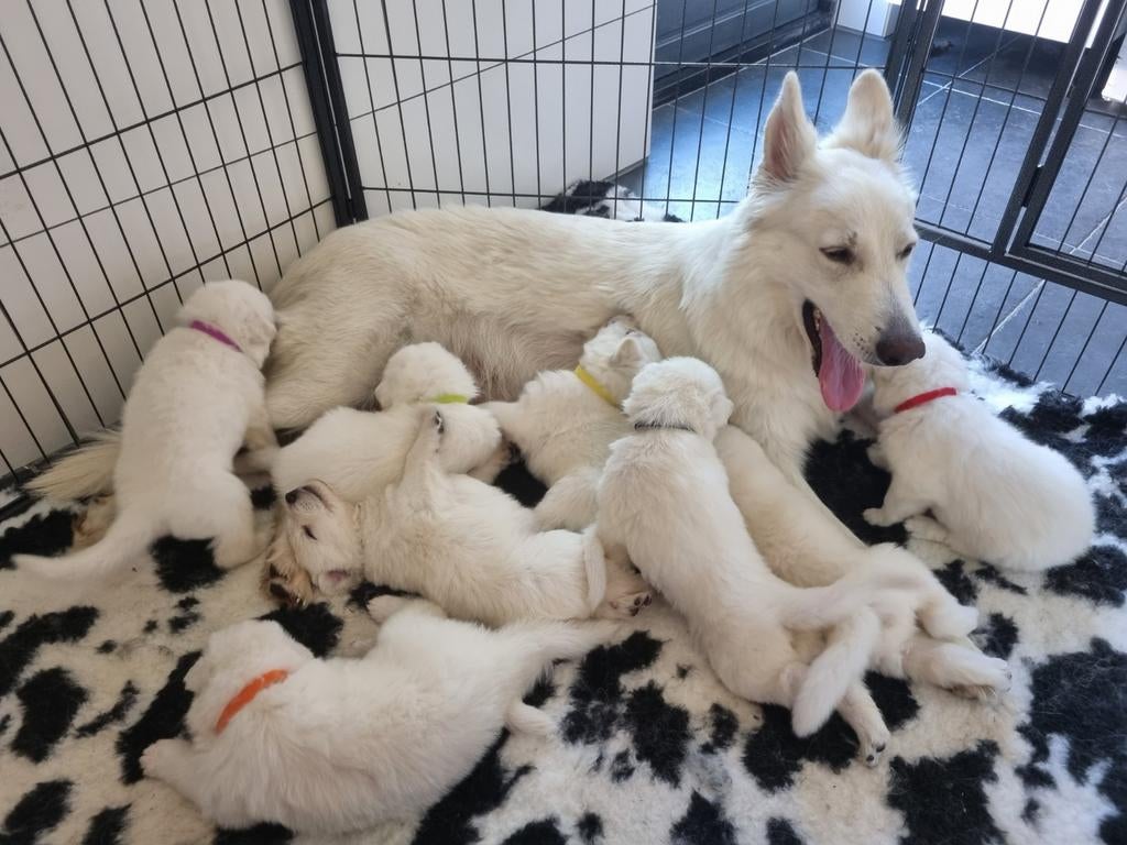 Zwitserse witte herder puppy's, 8 tot 15 weken, Parvo, Meerdere, Meerdere dieren