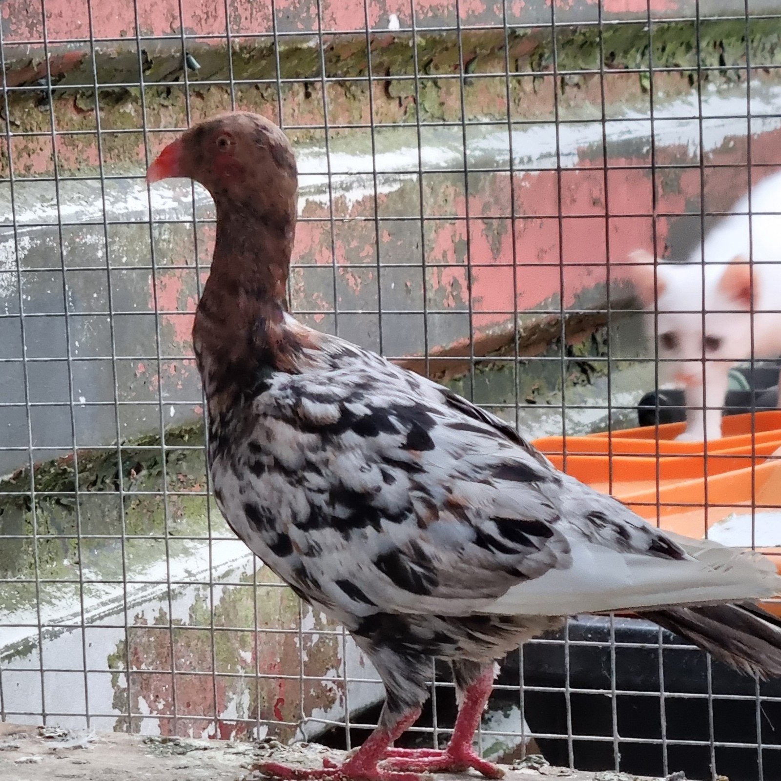 Duiven vrouw te koop, Vrouwelijk