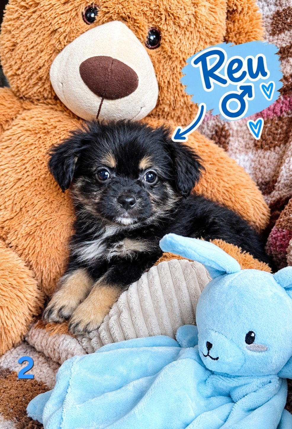 Lieve Pomeriaan  Boomer pups zoeken een liefdevol thuis, Overige rassen, 8 tot 15 weken, Meerdere, Meerdere dieren
