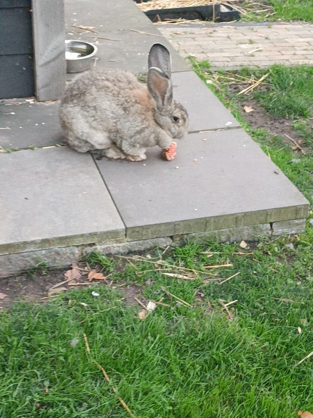 gezocht Vlaamse reus, Dieren en Toebehoren, Vrouwelijk, Groot