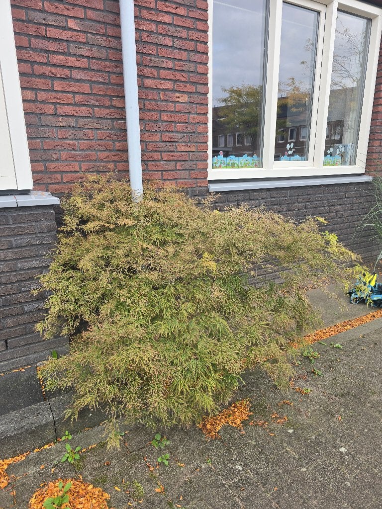 Acer/esdoorn struik Ø120cm, 85cm hoog, Ophalen, Bloeit niet, Halfschaduw, Overige soorten