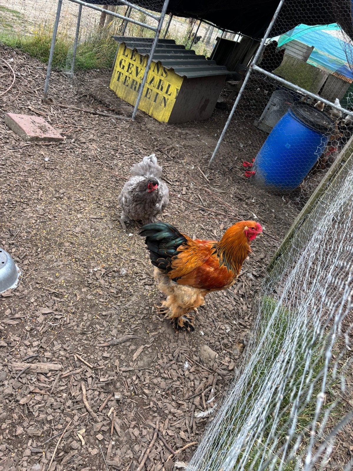 Brahma hanen te koop, Mannelijk, Kip
