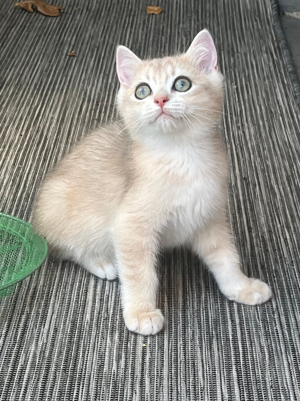 Britse korthaar en langhaar kittens met stamboom., Dieren en Toebehoren, Meerdere dieren, Met stamboom, 0 tot 2 jaar