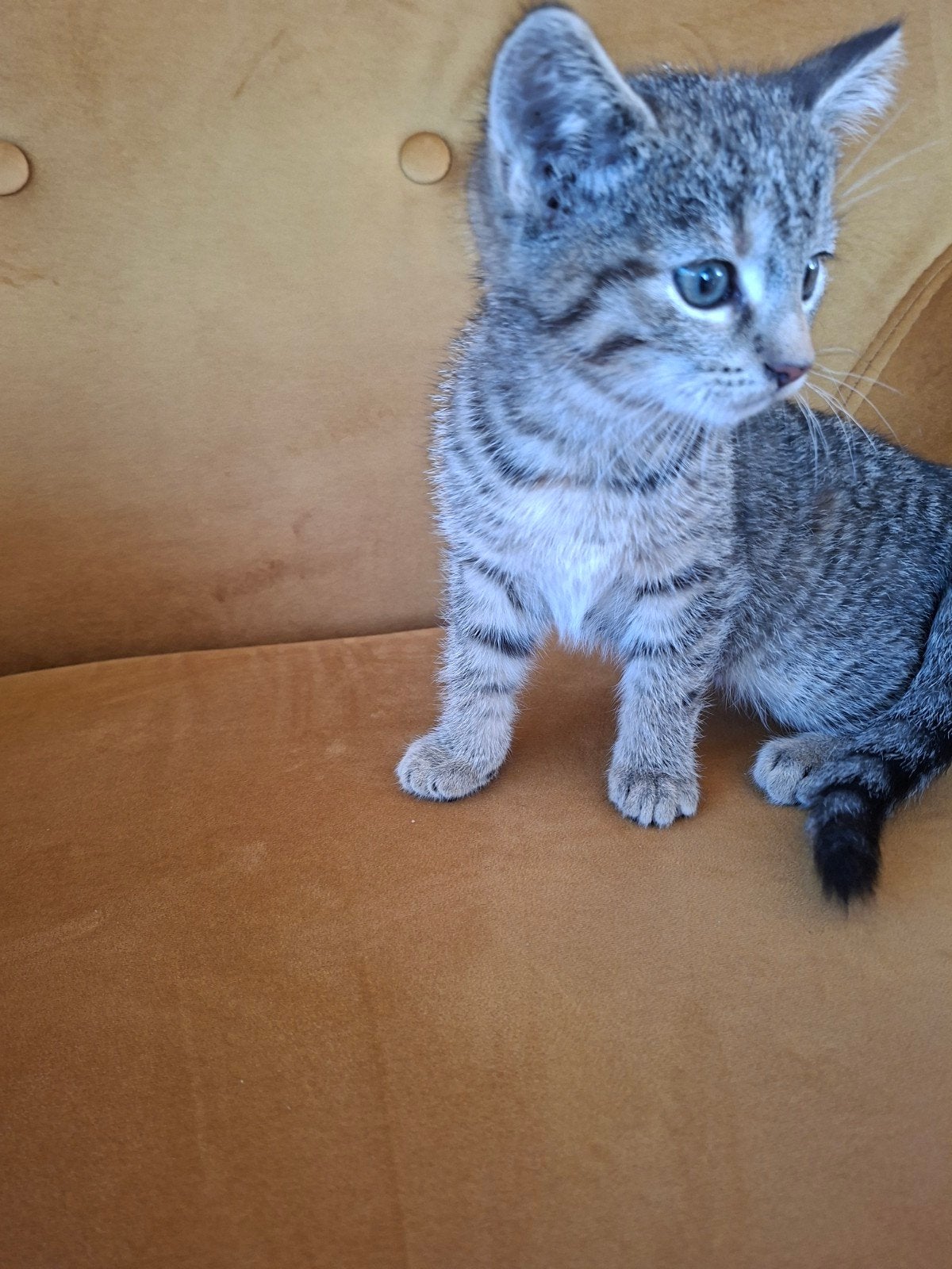 prachtige lieve kitten zindelijk,ontvlooid en ontwormt, Dieren en Toebehoren, Poes