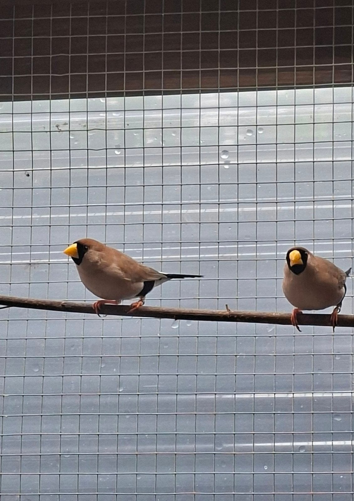 zwarte maskeramadine koppel, Dieren en Toebehoren, Meerdere dieren, Tropenvogel, Geringd