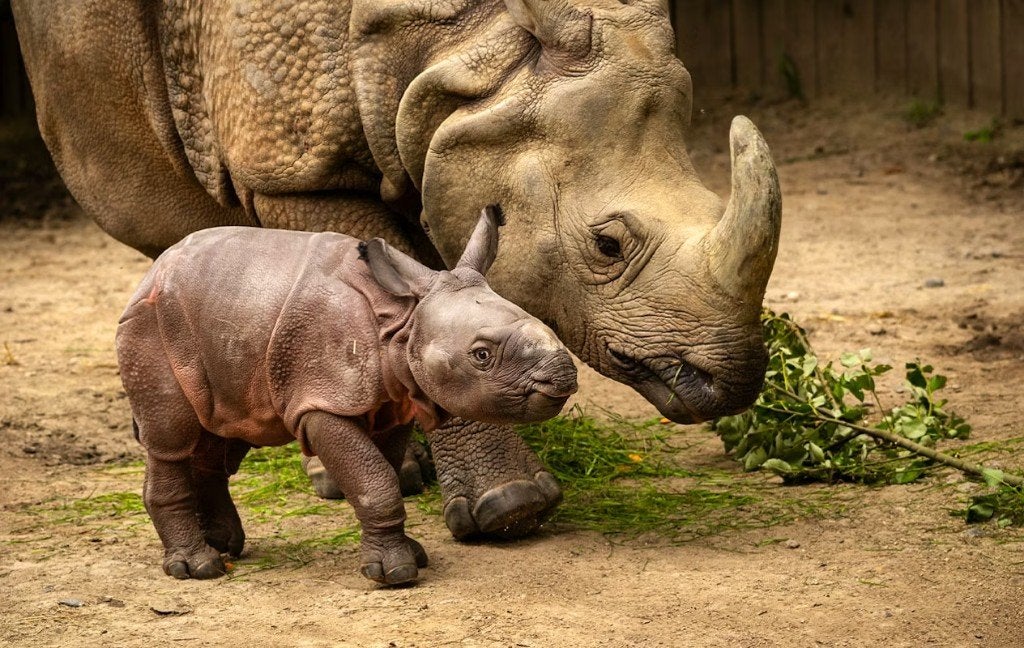ZOO Antwerpen /ZOO Planckendael 2026 - Tickets - 1+1 GRATIS, Twee personen, Ticket of Toegangskaart