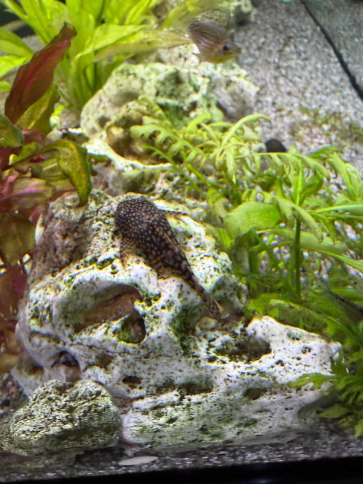 Algeneters, Ancistrussen, Dieren en Toebehoren, Vissen | Aquariumvissen, Vis