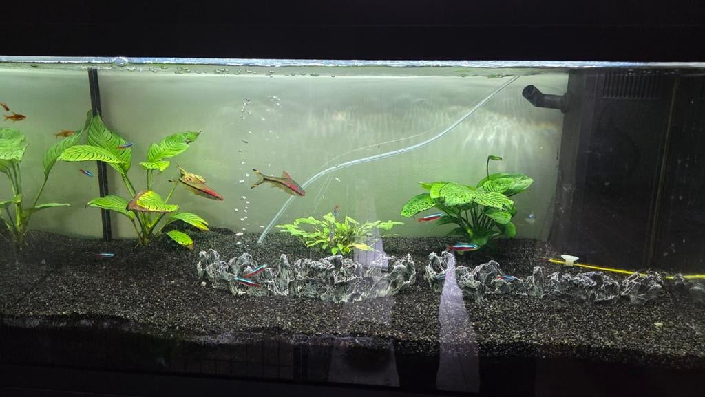 Aquarium te koop met vissen en toebehoren, Ophalen, Zo goed als nieuw, Gevuld zoetwateraquarium