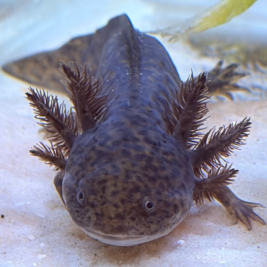 Mooie en gezonde Wildkleur Axolotl, Dieren en Toebehoren, Overige typen, Zoetwatervis