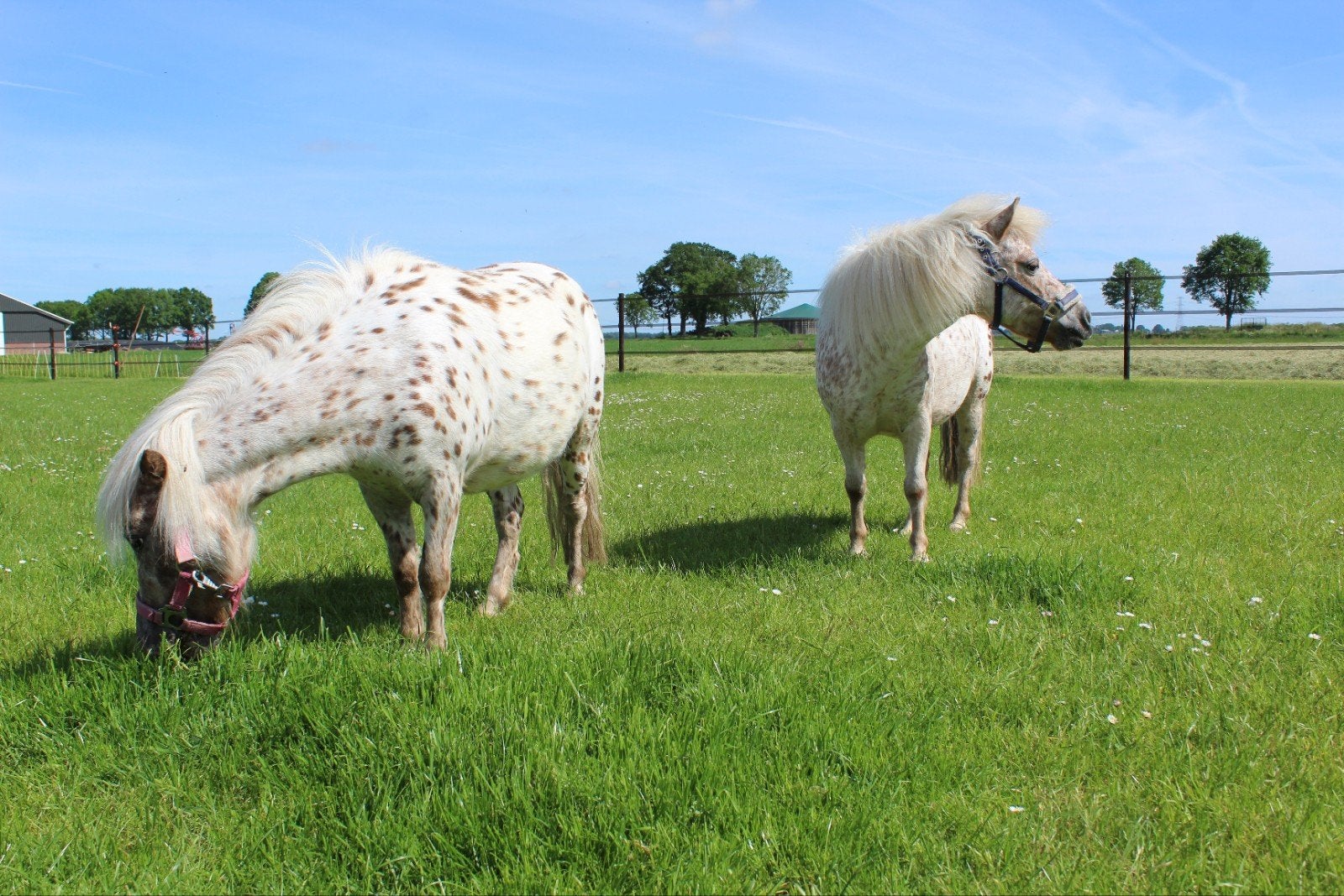 Gezocht: iemand die mini appaloosa zadelmak kan maken, Dieren en Toebehoren, Ophalen of Verzenden
