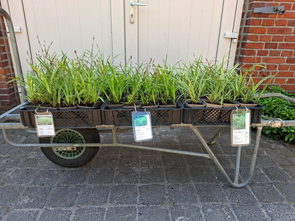 Mooie Carex (Japanse Zegge) in pot!, Ophalen, Siergrassen, Halfschaduw