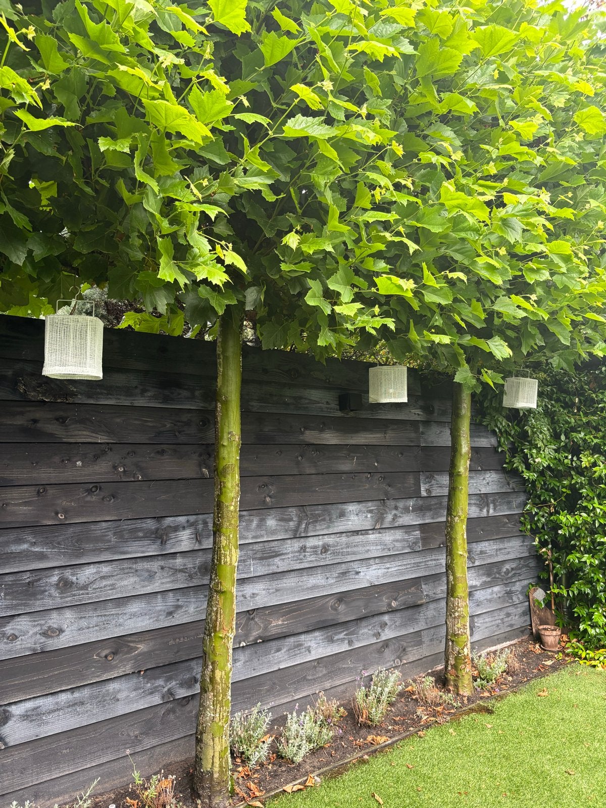 5 Leiboom Platanen - Ideaal voor privacy en schaduw, Tuin en Terras, Bloeit niet, Leiboom, 250 tot 400 cm, Ophalen