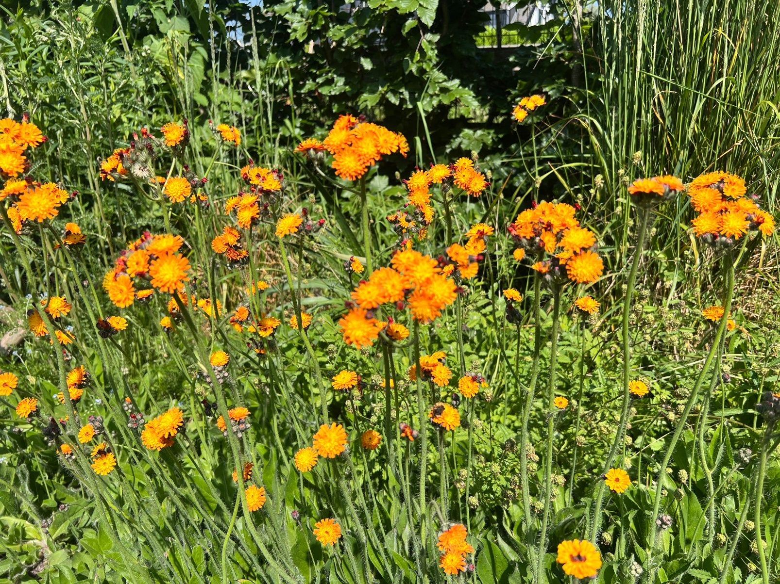 Oranje havikskruid bodembedekker, Ophalen, Bodembedekkers, Halfschaduw