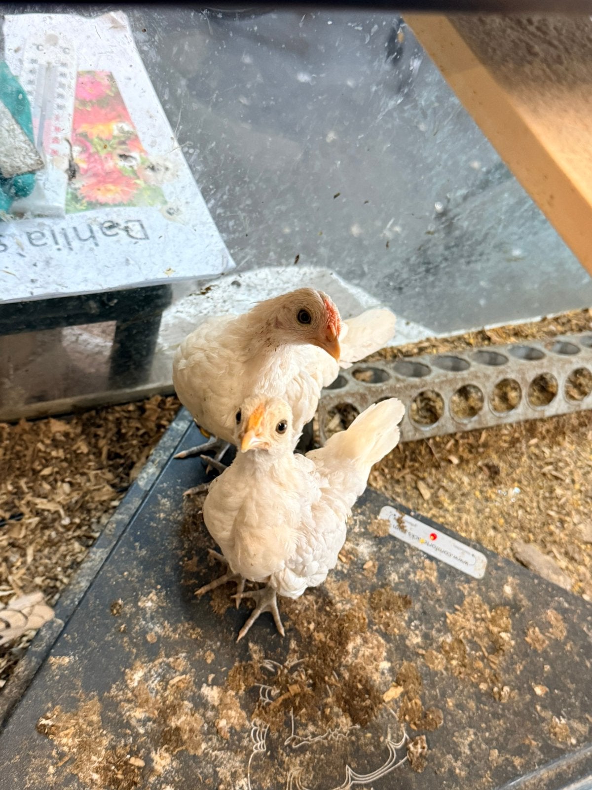 Sebright hen en haan, Dieren en Toebehoren, Pluimvee, Meerdere dieren, Kip