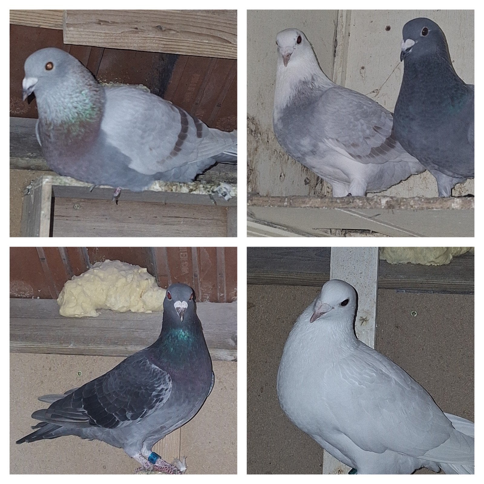Gratis 5 postduiven Zo mee ., Meerdere dieren, Postduif