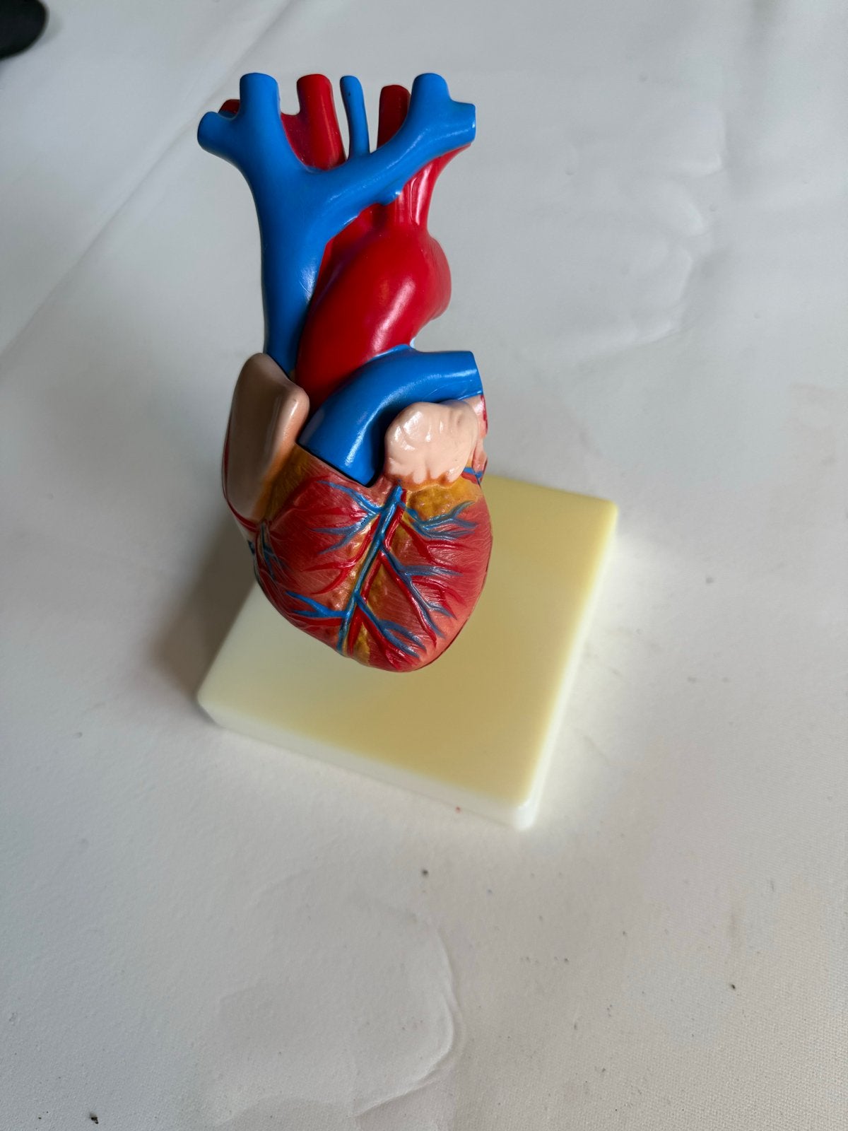 Anatomisch Hartmodel - Educatief en Gedetailleerd, Ophalen, Gebruikt, Overige thema's, Overige typen