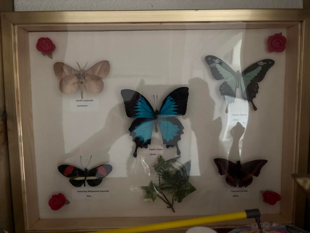 Ingelijste vlinders - diverse soorten en herkomst, Ophalen of Verzenden, Gebruikt, Insect, Opgezet dier