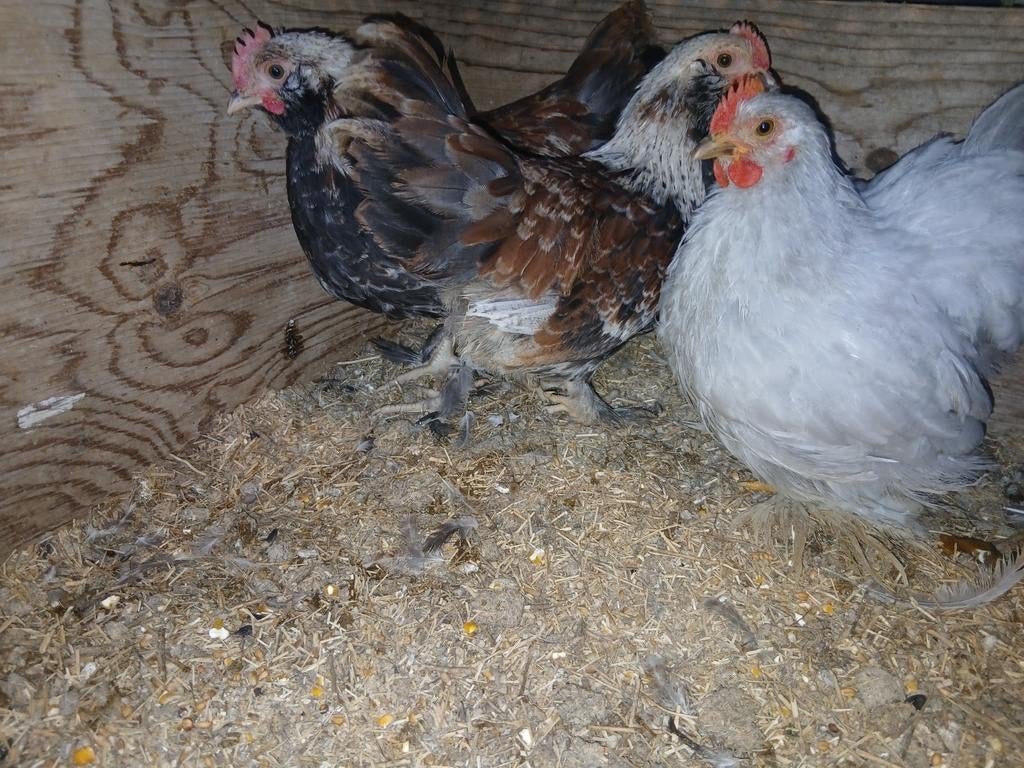 Gratis hanen faverolles en cochin, Dieren en Toebehoren, Pluimvee, Mannelijk, Kip