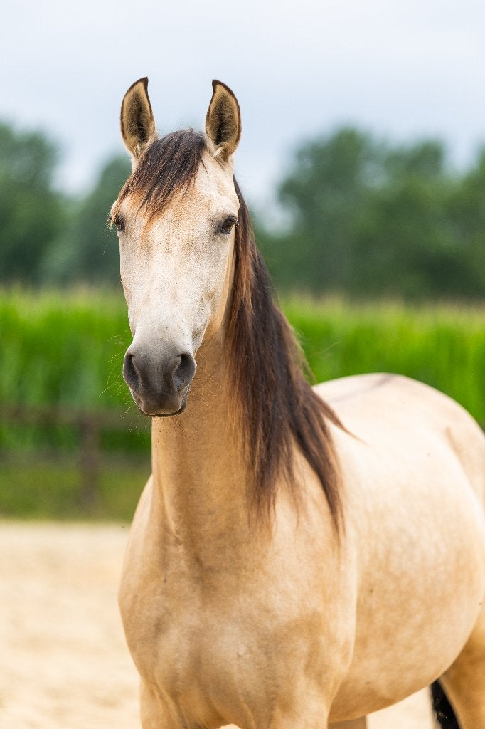 tekoop aangeboden mooie valk PRE merrie 4jr, Dieren en Toebehoren, Paarden, Merrie, Met stamboom, Dressuurpaard, 3 tot 6 jaar