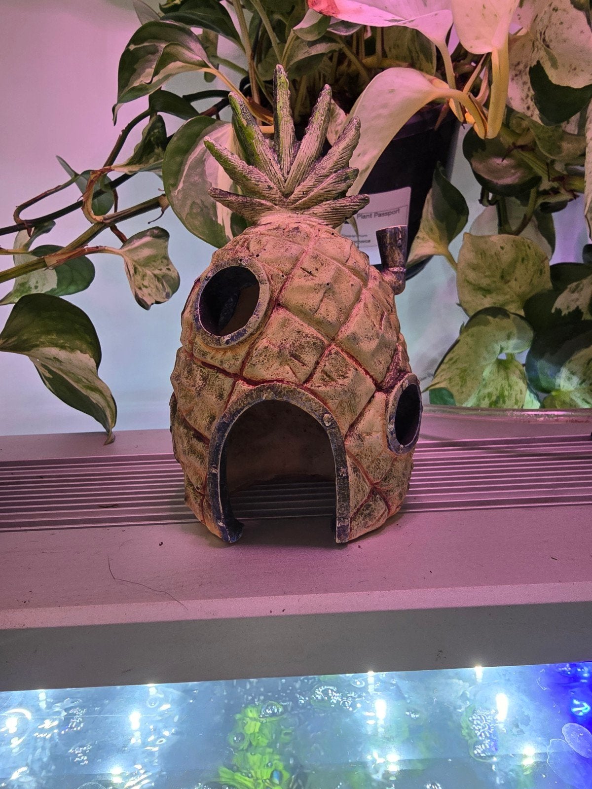 Leuk huisje voor aquarium, Ophalen
