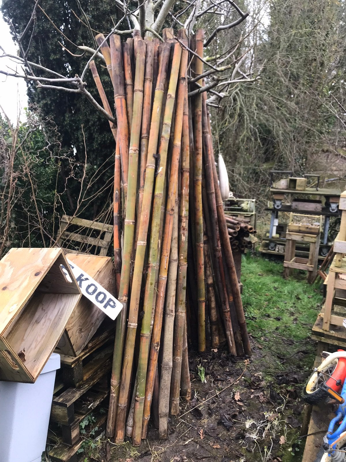 Bamboe 240 cm lang, Ophalen, Zo goed als nieuw, 250 cm of meer, Palen
