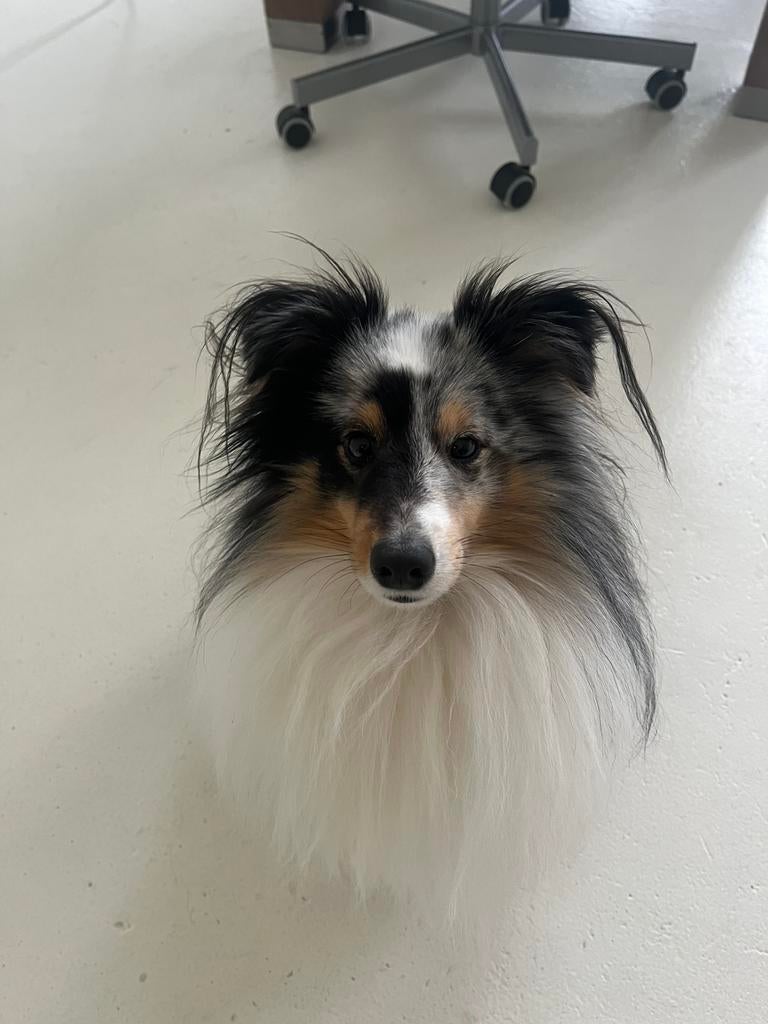 Hondenoppas aangeboden Hondenopvang - Honden Oppas, Ophalen, Nieuw