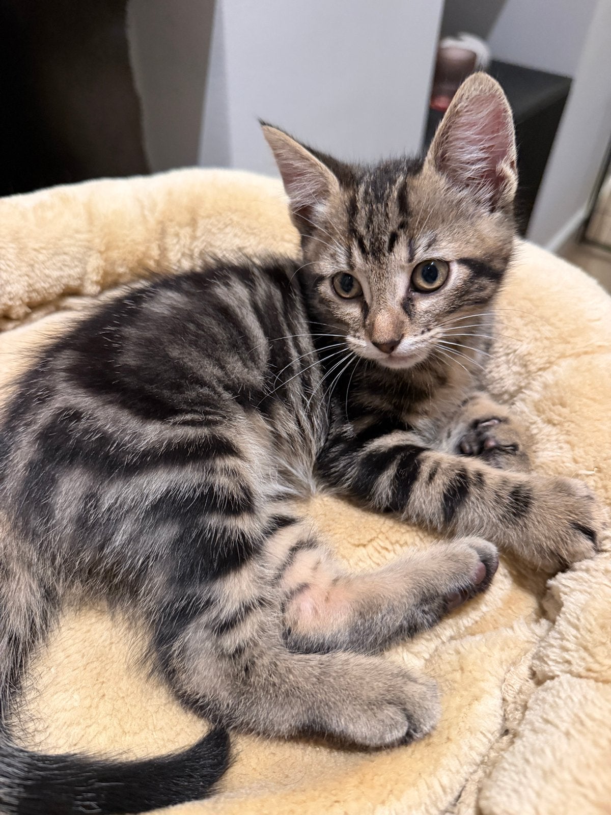 Kruising main coon katertje (blotched tabby), Kater, Kortharig, 0 tot 2 jaar