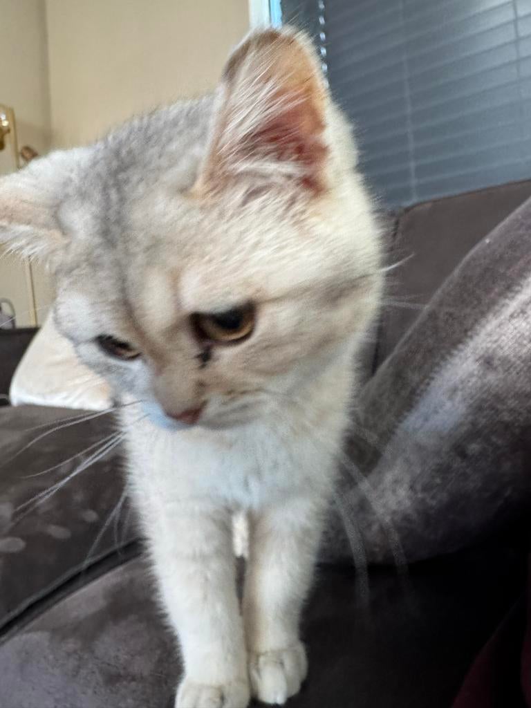 Britse Korthaar Kitten zilver grijs wit, Kater, Ontwormd, 0 tot 2 jaar