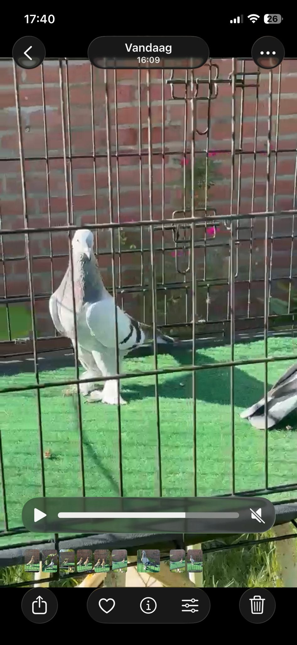 Takla, Dieren en Toebehoren