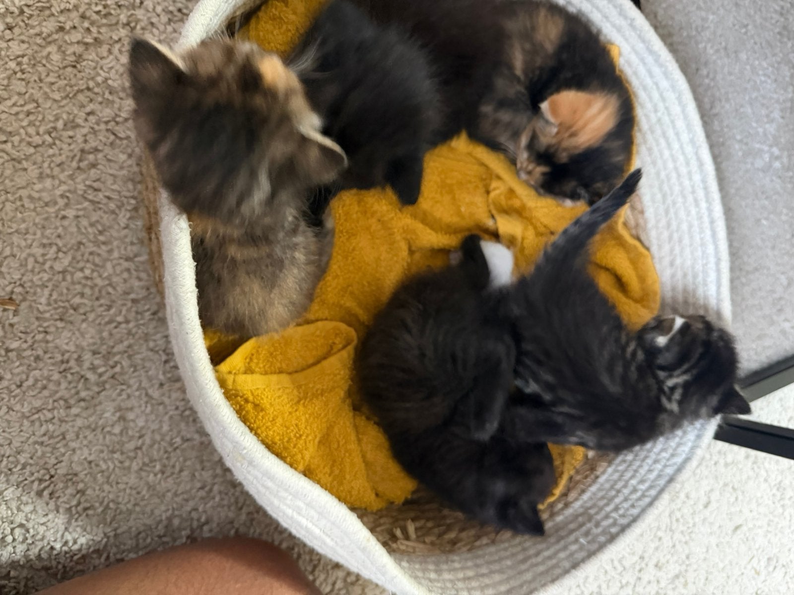 Katten, Dieren en Toebehoren, Poes