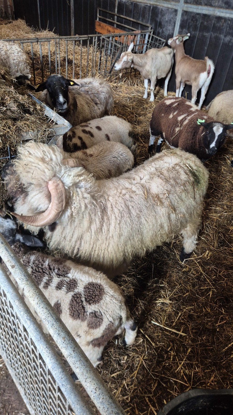Walliser Schwarznase dekram 3 jaar, Dieren en Toebehoren