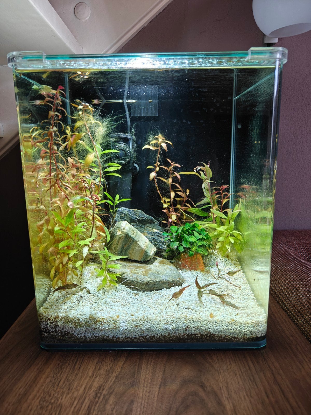 Dennerle NanoCube 30L – compleet met planten+voedingsbodem, Ophalen, Dennerle, Pomp, Gevuld zoetwateraquarium