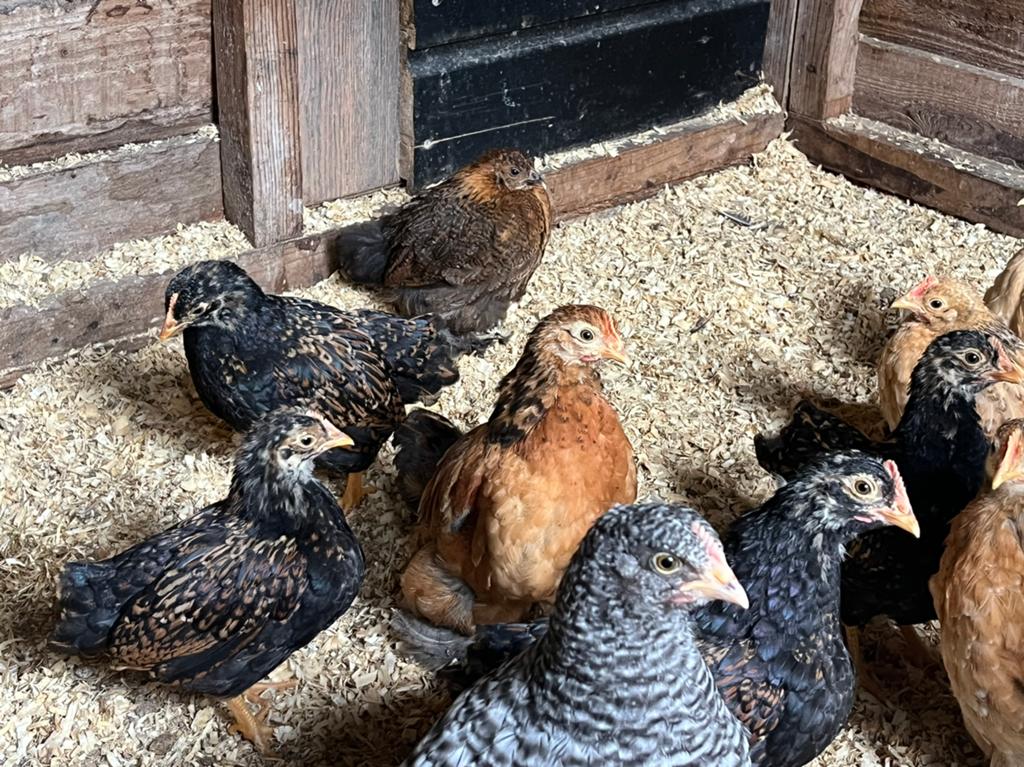 Diverse kuikens., Geslacht onbekend, Kip