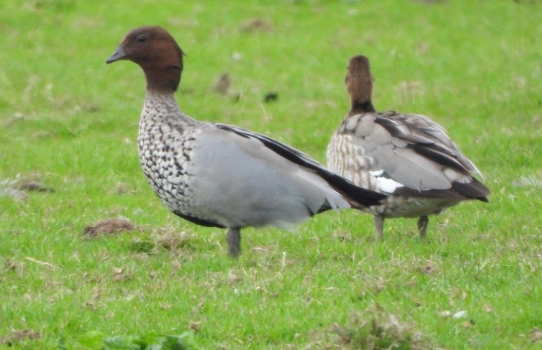2 manenganzen 1 carolinaeend, Dieren en Toebehoren