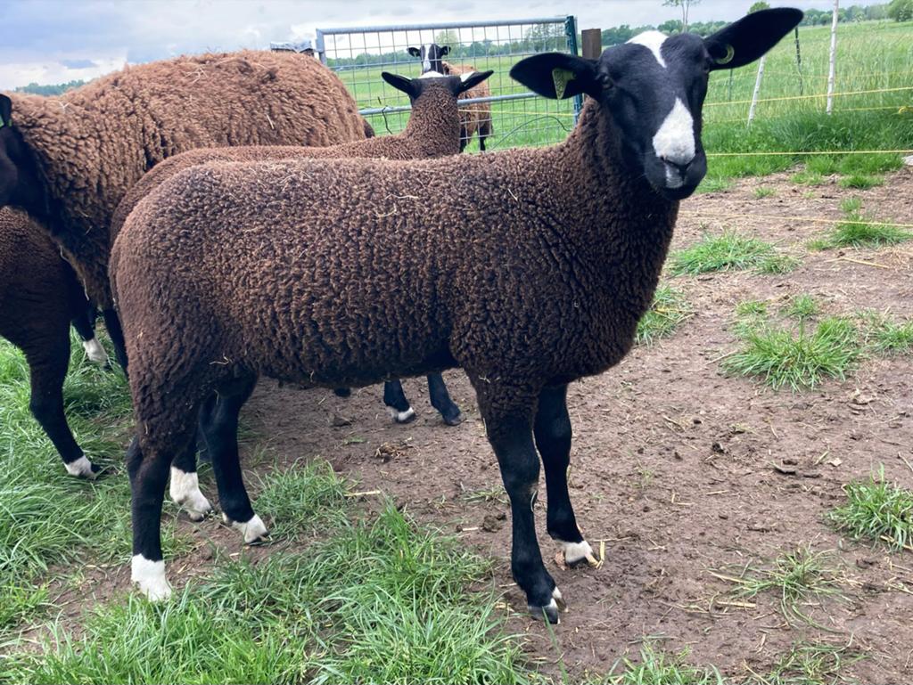 Zwartbles ramlam NZS, Dieren en Toebehoren, Mannelijk, Schaap, 0 tot 2 jaar