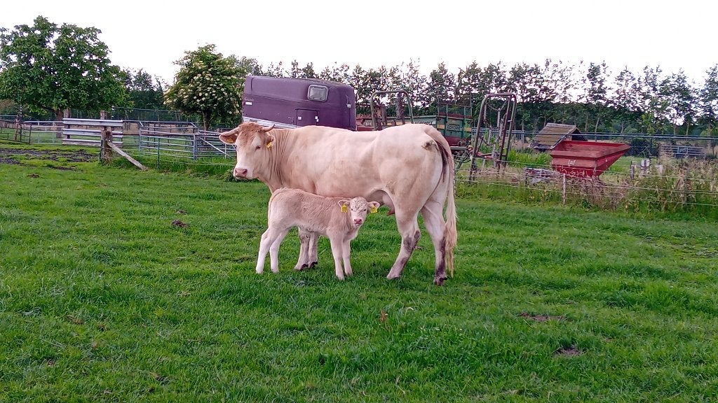 Blonde vaars met stierkalf + blonde vaarskalf 3 maand, Vrouwelijk, 0 tot 2 jaar