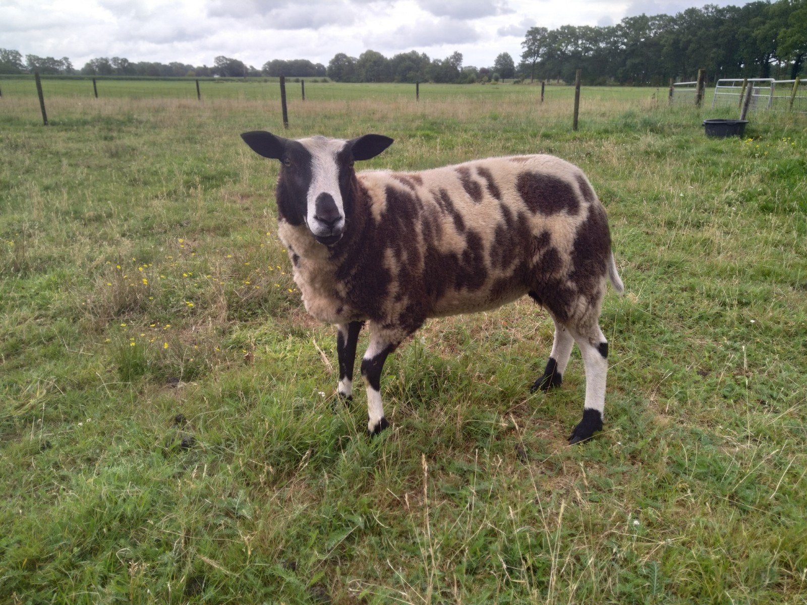 bont schaap ooi., Vrouwelijk, Schaap, 0 tot 2 jaar
