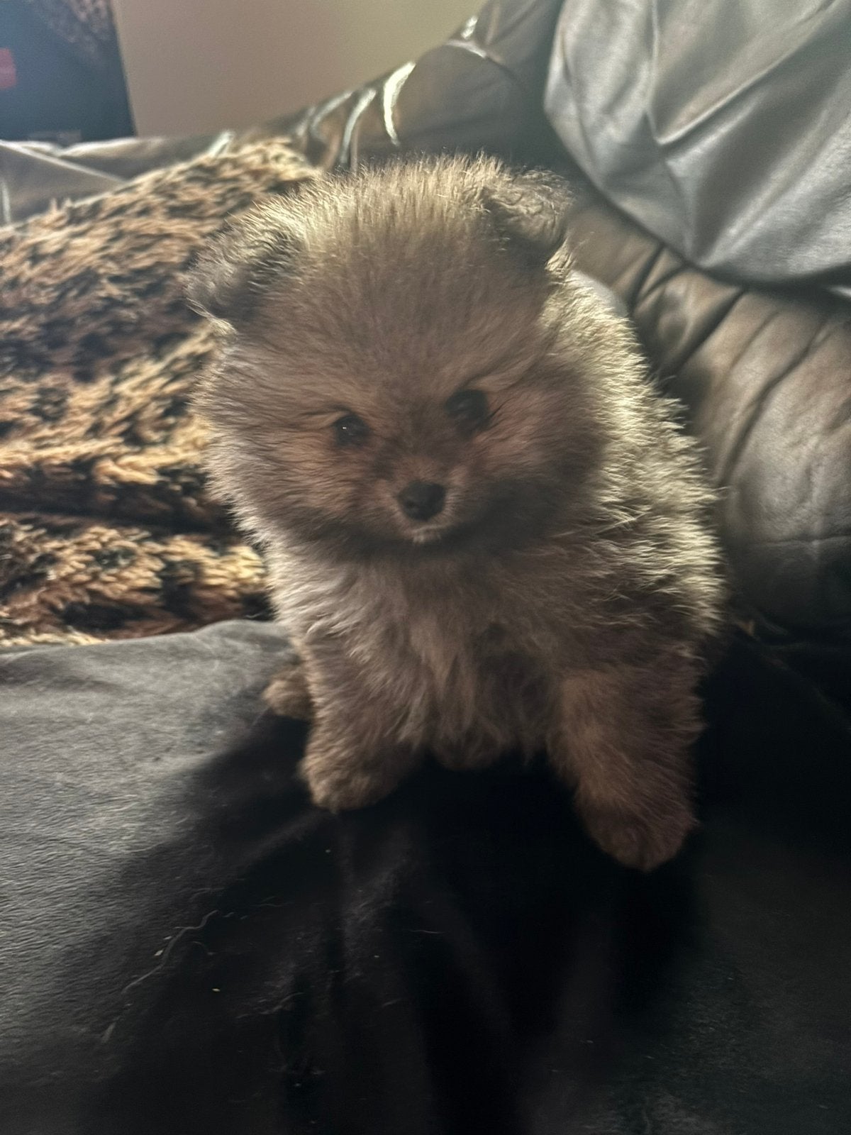 Pomeriaan /pomeranian, Dieren en Toebehoren, Honden | Poolhonden, Keeshonden en Oertypen, Keeshond, Reu, 8 tot 15 weken, Parvo
