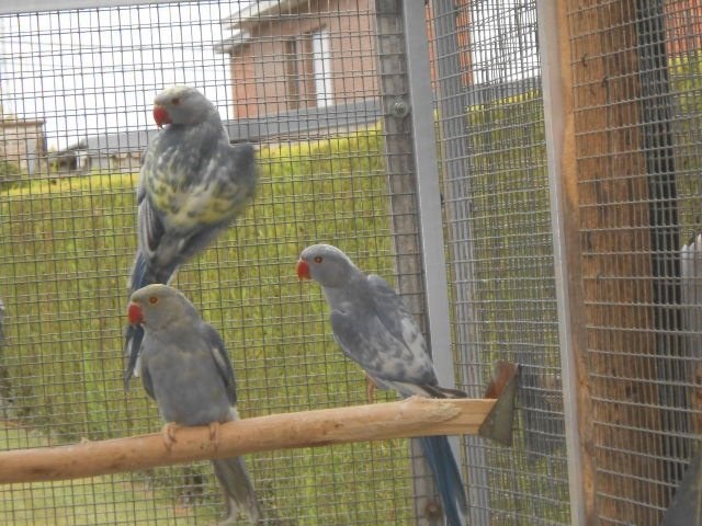 halsbandparkieten rec bont 2026, Dieren en Toebehoren, Vogels | Parkieten en Papegaaien, Meerdere dieren, Parkiet, Geringd
