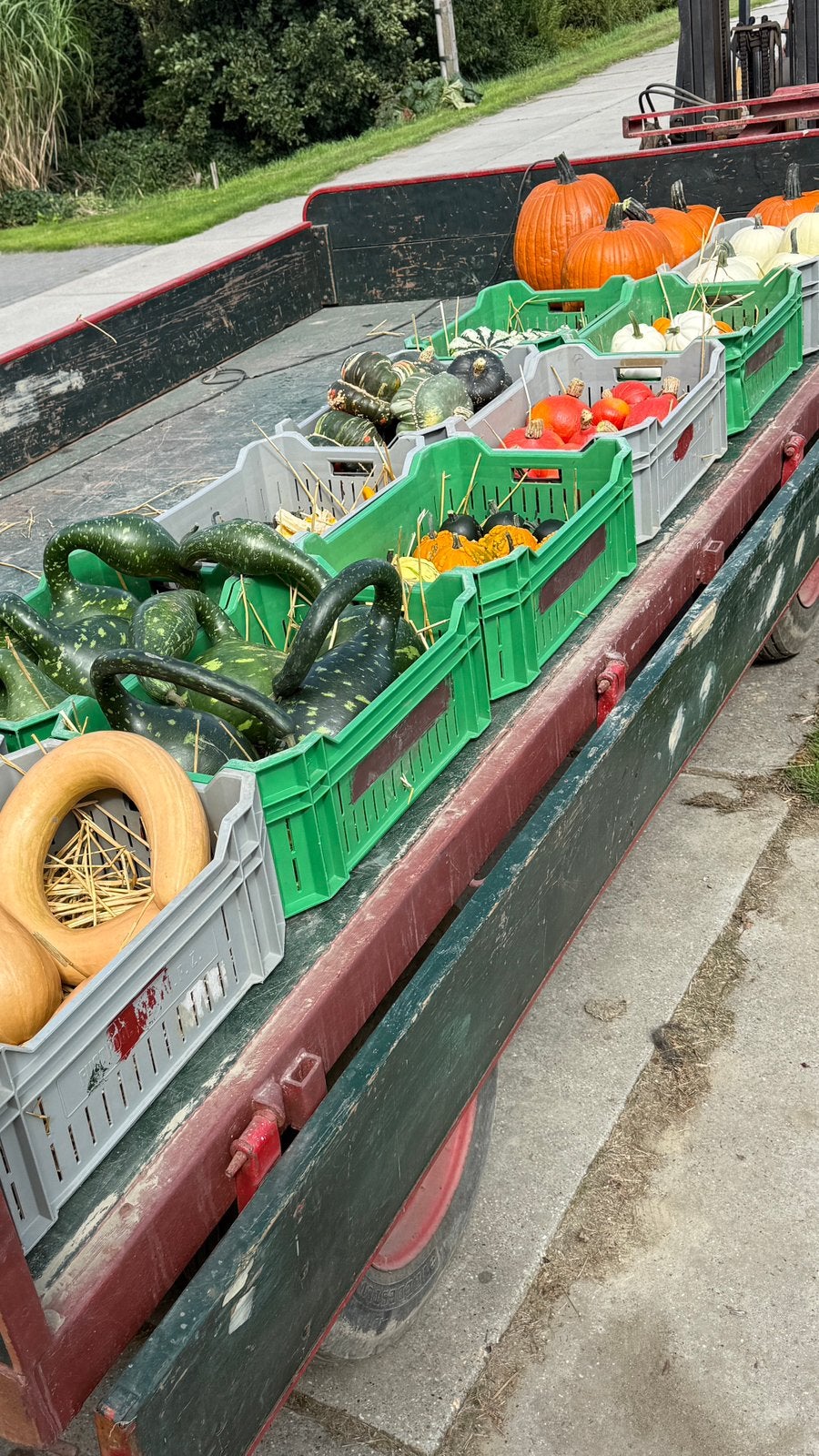 Diversen pompoenen en kalebassen, Ophalen