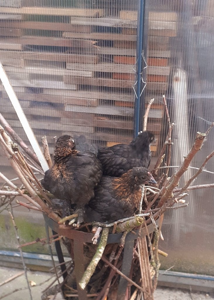 Kuikens Mix, Dieren en Toebehoren, Pluimvee, Kip, Meerdere dieren