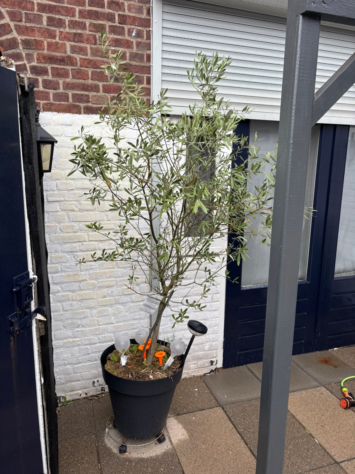 Mooie olijfboom de boom 145 hoog €47.50, Ophalen of Verzenden, Hout