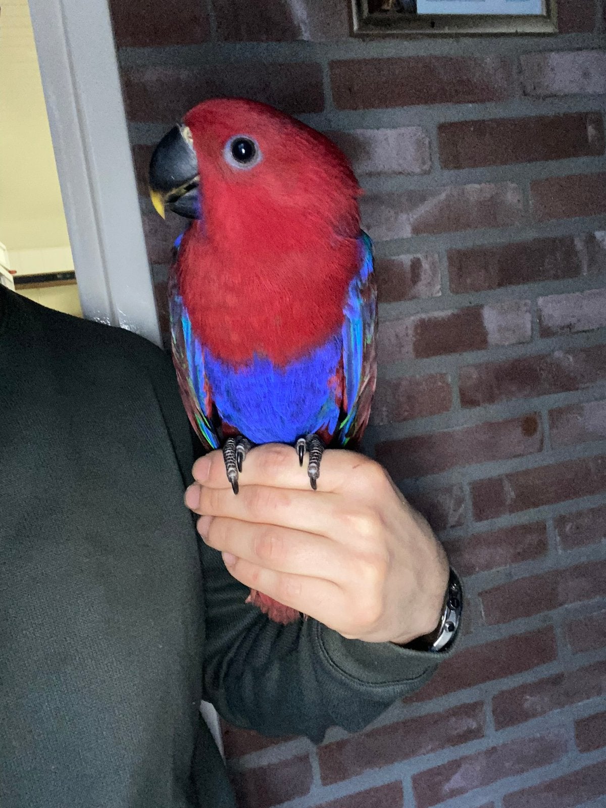 Lieve jonge tamme eigen kweek edelpapegaai pop 13 weken., Dieren en Toebehoren, Vrouwelijk, Papegaai