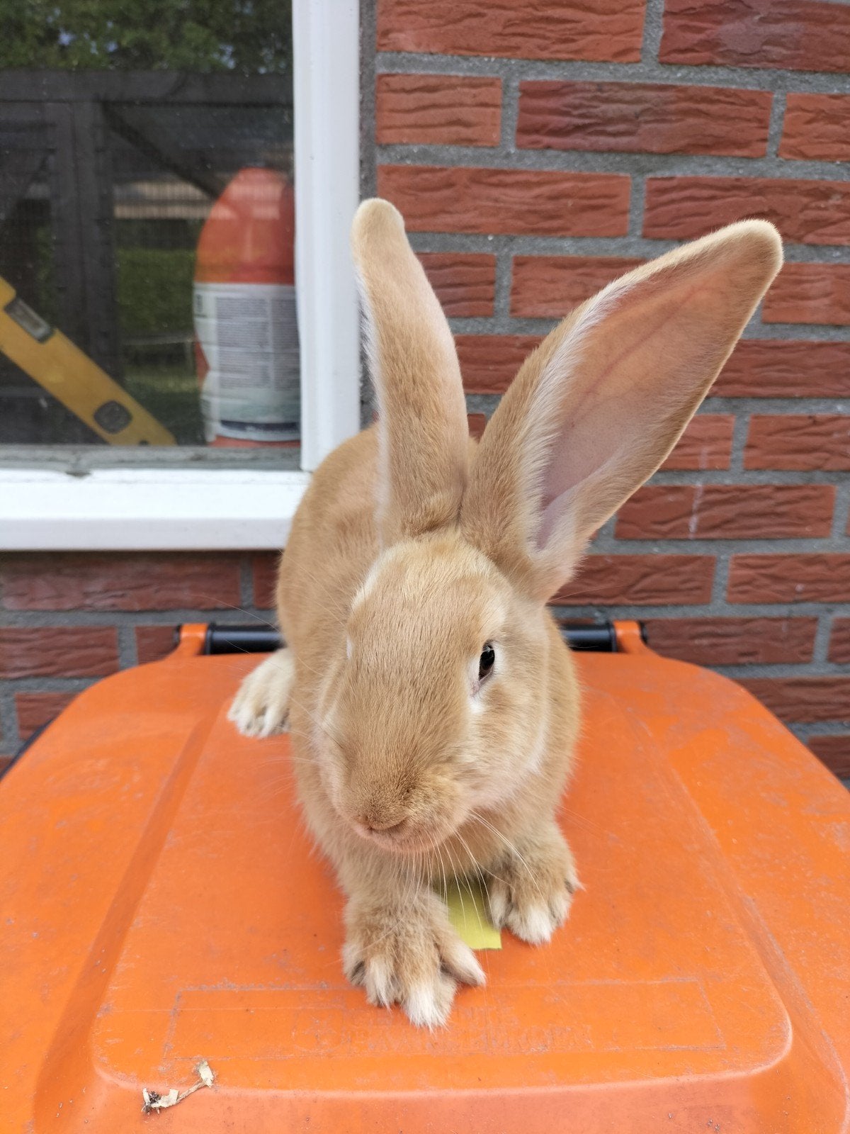 Volbloed Vlaamse reuzen, geel. Ruim 4 maanden, voedster/ram, Dieren en Toebehoren, Konijnen, Meerdere dieren, Groot