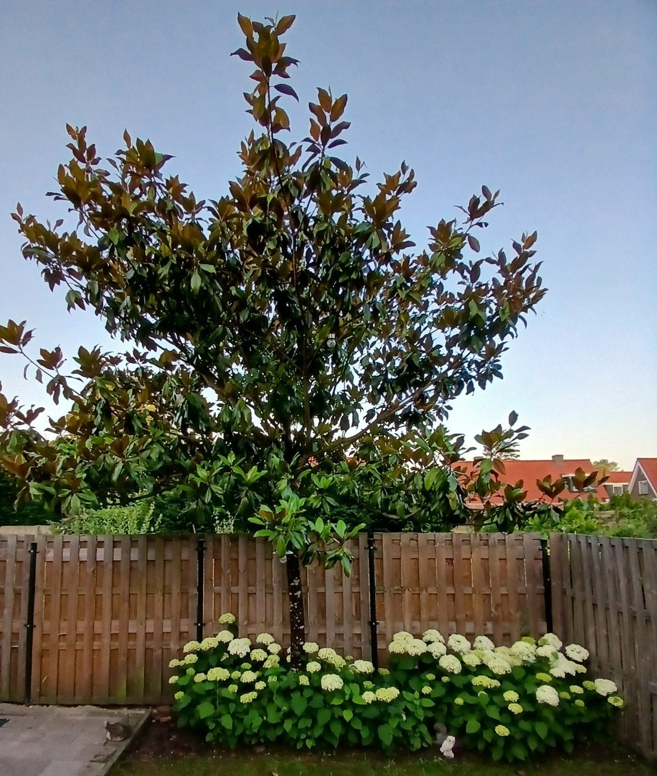 Magnolia Grandiflora - Beverboom, Overige soorten, Lente, 250 tot 400 cm, Ophalen