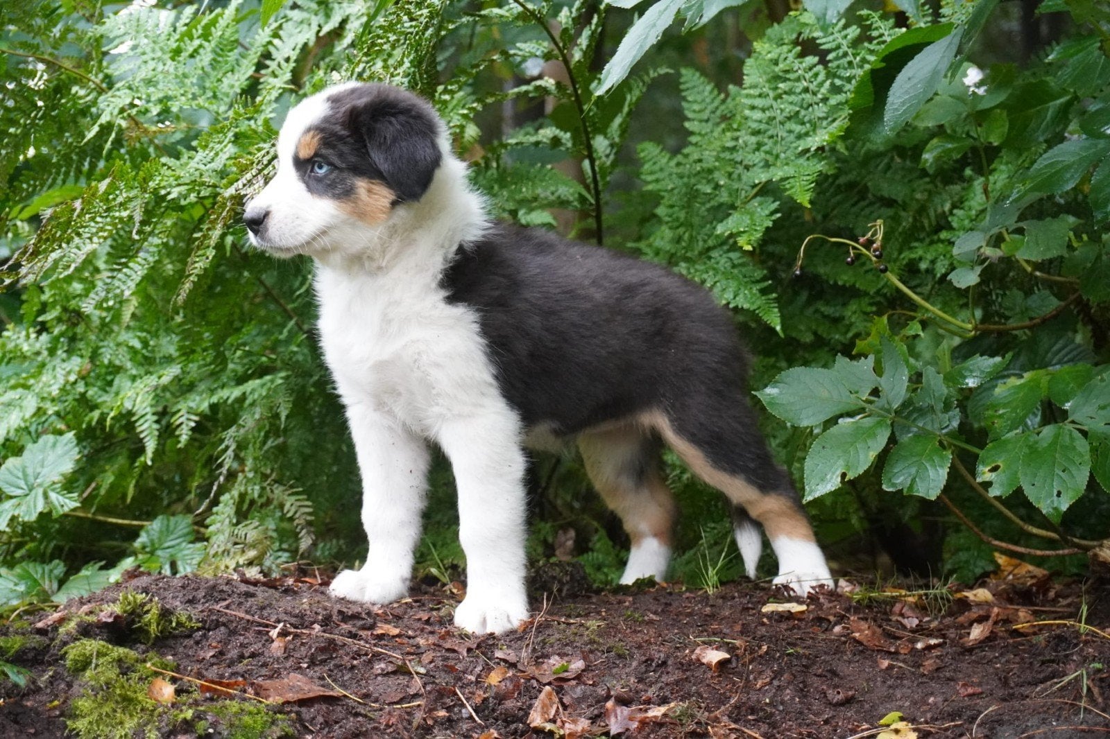 Australian Shepherd pup zoekt gastgezin!, Dieren en Toebehoren, Parvo, Nederland, 1 tot 2 jaar, Teef